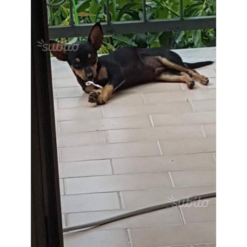 Chihuahua nero focato pelo rasato