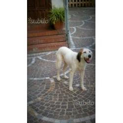 BIANCA mix SETTER