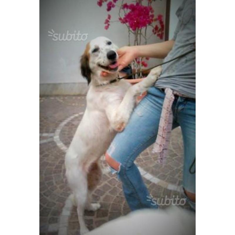 BIANCA mix SETTER