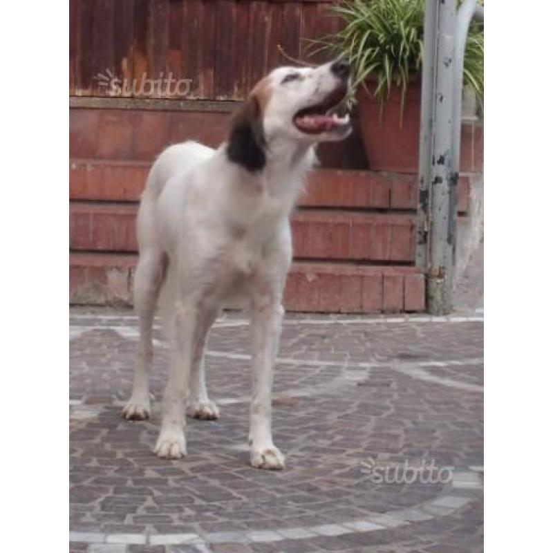 BIANCA mix SETTER