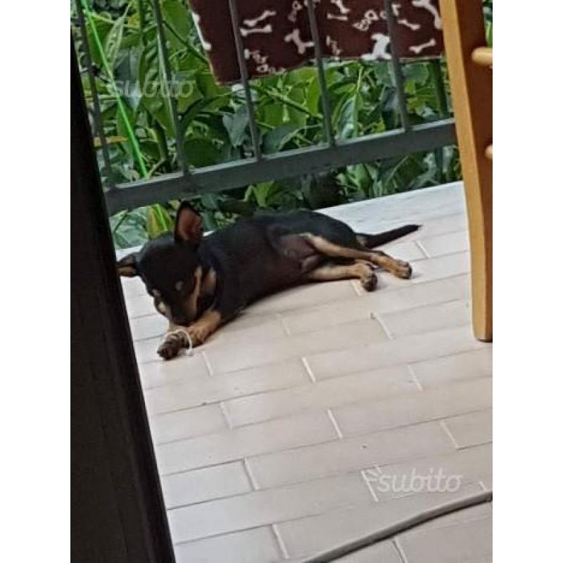 Chihuahua nero focato pelo rasato