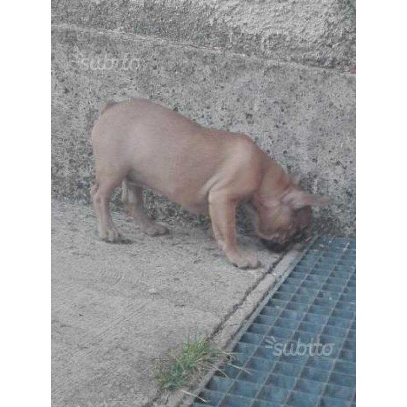 Bulldog francese fulvo