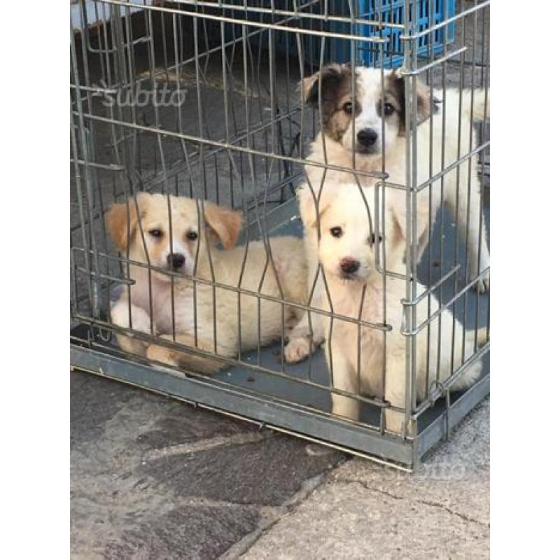 Regalo cucciole