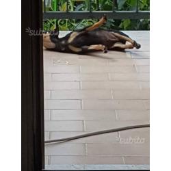 Chihuahua nero focato pelo rasato