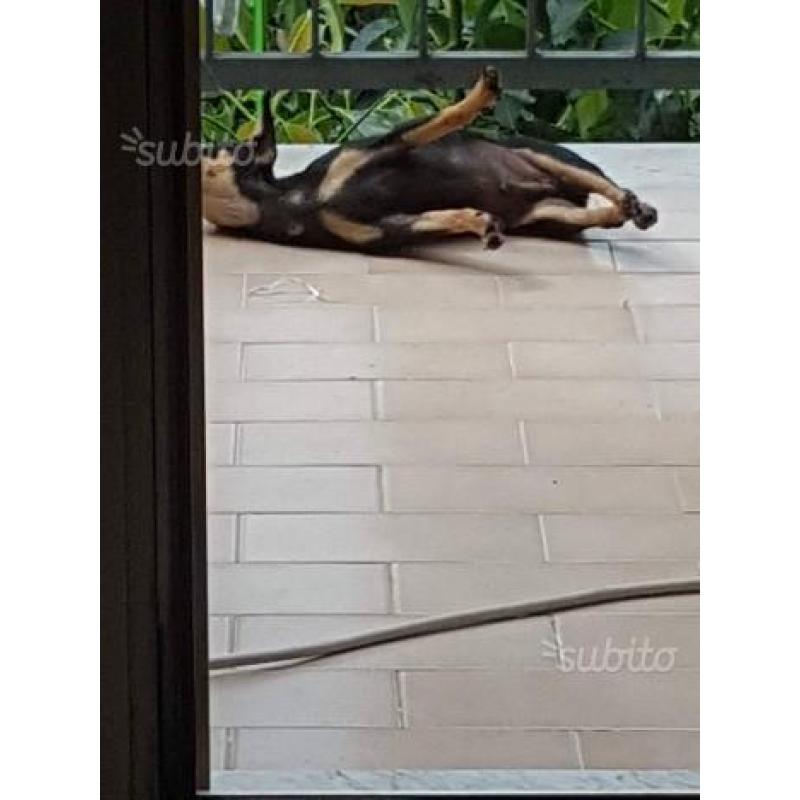 Chihuahua nero focato pelo rasato